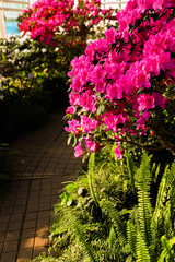 Bright Azalea pink flowers bloom in a greenhouse with a pathway for walking through nature