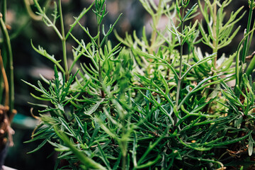 Green plants growing in a garden with sunlight shining during the day