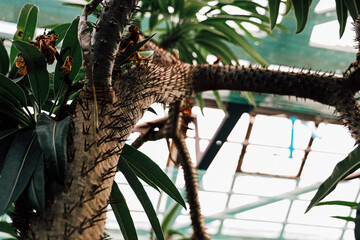 Spiky Pachypodium lamerei plant growing in greenhouse under glass roof with visible sunlight
