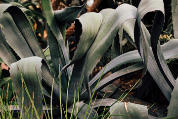 Green agave plants grow in a garden setting