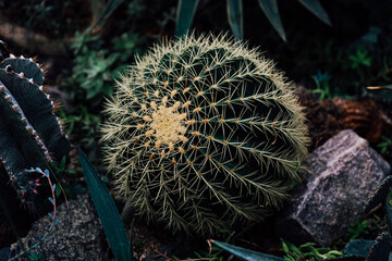 Round cactus grows in a rocky garden during daylight hours in a natural setting