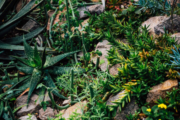 Succulents and cacti growing in a garden with rocks and soil in bright sunlight