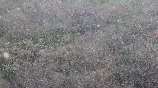 雪が降る大阪府池田市の五月山