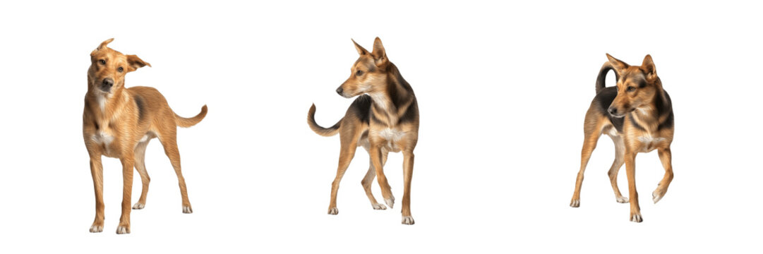 Indian Pariah Dog isolated on white background, INDog, Indian Native Dog, Desi Dog, インディアン・パリア犬, Indian Pariah Breed Dog, Indian Street Dog