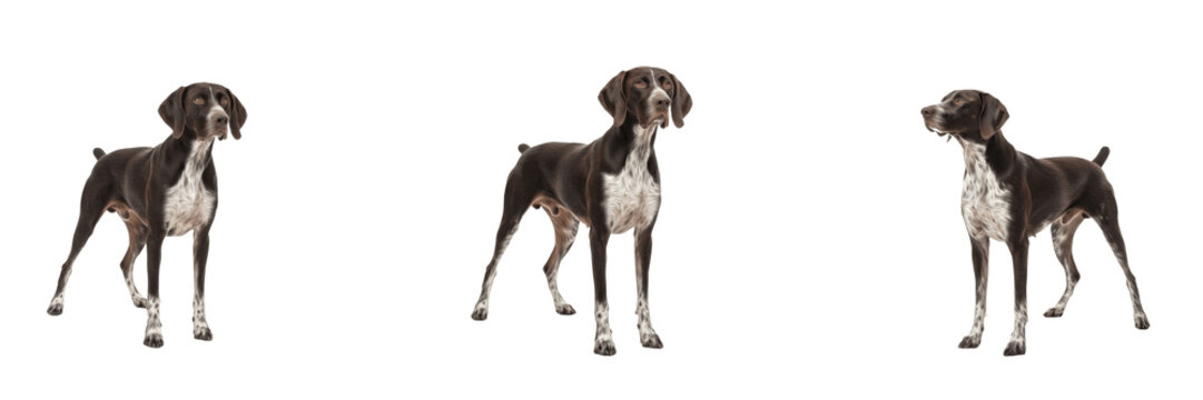 Saint Germain Pointer isolated on white background, Braque Saint-Germain, サンジェルマン・ポインター, Saint Germain Breed Dog, Saint Germain Hunting Dog, Saint Germain Gun Dog, Saint Germain Pointer Dog