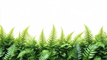 fresh green fern fronds forming a lush low border against a bright white background, evoking calm and rejuvenation