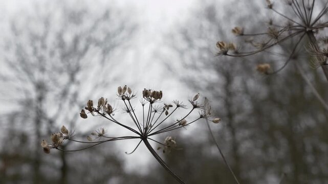 Slow pan reveals dried flower seed heads against a muted backdrop.  Focus shifts, showcasing delicate structures.  Final shot mirrors the beginning, completing a cyclical visual journey