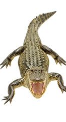 Fototapeta premium Angry alligator roaring isolated on transparent background