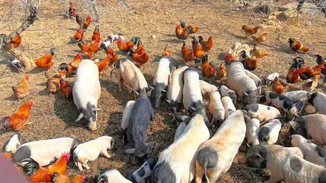 Rural Biodiversity Moment: Different Animals Sharing Food Source in an Organic Orchard