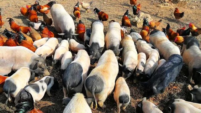 Close-Up of Natural Feeding Behavior, Reflecting Healthy and Free Rural Lifestyle, China