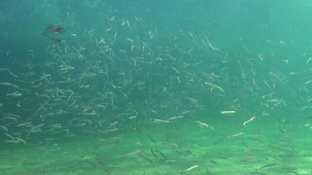 Large school of small fish, Mediterranean sand eel - Gymnammodytes cicerelus,  that can hide in the sand, Black Sea.