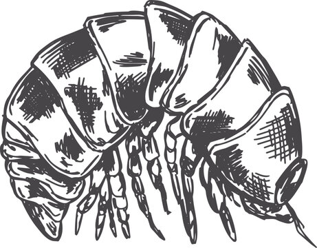 Rolly pollies bug drawn in a hand-drawn pen and ink style, vintage pill pug vector