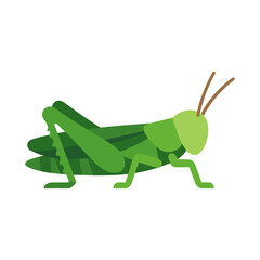 Fototapeta premium Green grasshopper insect flat vector illustration