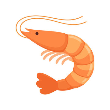 Orange shrimp flat vector illustration
