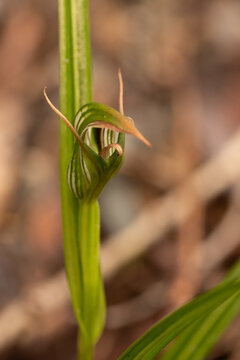 Closeup of the flower of an iron's greenwood orchid (pterostylis irsoniana) on the West Coast of the South Island, New Zealand.