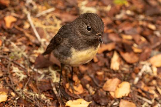 South Island robin, or kakaruai (petroica australis) on the ground in a forest area. South Island, New Zealand.