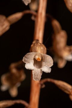 Closeup of a flower of the black orchid, black potato orchid, or perei (gastrodia cunninghamii) in a forest in the South Island of New Zealand.