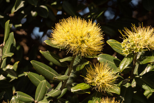 Unusual yellow blossom of a Pōhutukawa tree. The flowers are usually red, and the pōhutukawa is known as the New Zealand Christmas tree.