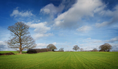 Hedgerow Oak tree during Winter on English Farmland