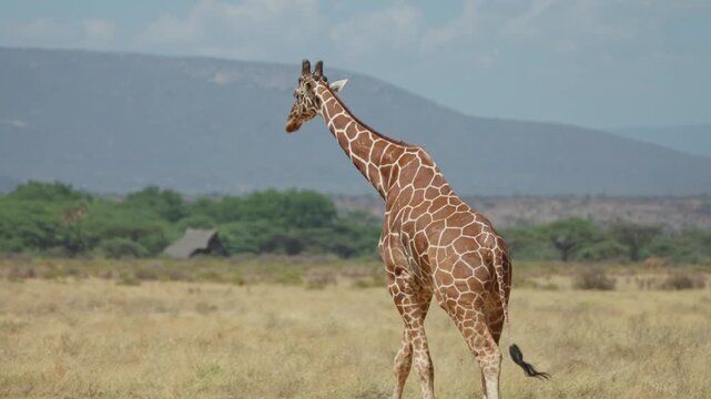 Reticulated giraffe standing in open savanna with trees and distant mountains under clear sky.