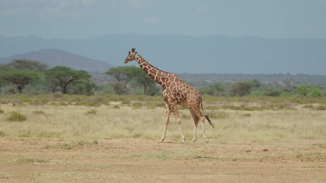 A reticulated giraffe walks across the dry savanna in Samburu Kenya with distant hills and acacia trees in the background