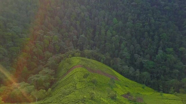 Rubanda District, Uganda, where tea plantations meet the edge of Bwindi Impenetrable Forest, showcasing agriculture's impact on natural landscapes with an aerial view