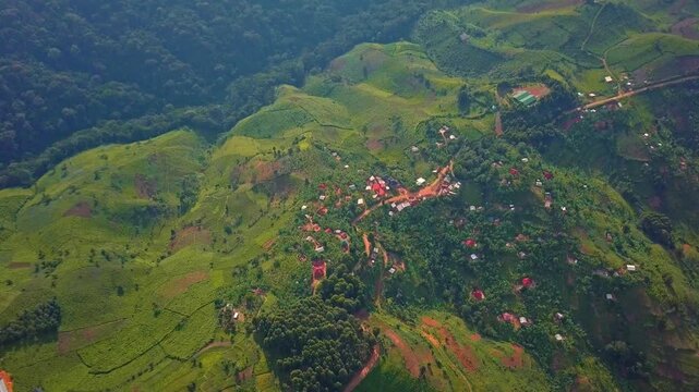 Aerial captures the edge-effect between structured Camellia sinensis rows and the high-biodiversity canopy of Uganda&rsquo;s Bwindi critical buffer zone protects the endemic Gorilla beringei beringei