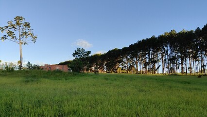 Fototapeta premium árvores plantadas na divisa de uma fazenda, em Avaré, interior do estado de são Paulo, Brasil.