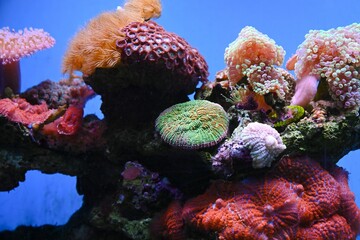 Colorful marine corals growing on live rock in reef aquarium. Tropical coral reef scene with vibrant soft and hard corals on blue background. © Tatiana
