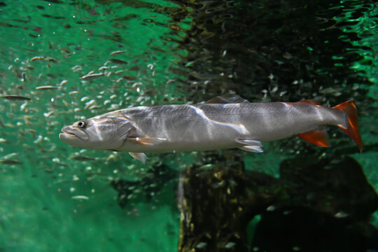 Hucho taimen swimming underwater in large aquarium tank. Powerful freshwater salmonid fish with long body in clear blue water.