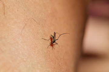 Close-up of a mosquito on human skin