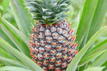 Obraz premium Young Pineapple Fruit Developing on a Tropical Plant