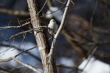 枝にとまる冬のシマエナガ