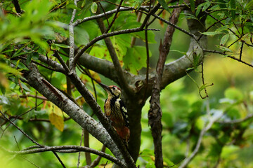 秋の森のオオアカゲラ