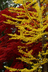 晩秋の赤いモミジと黄色いイチョウ