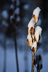 オオウバユリに積もる雪