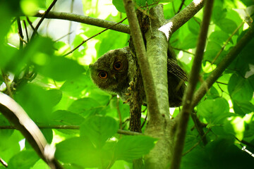 こちらの様子を伺うオオコノハズクの幼鳥