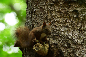 松の木で休む幼いエゾリス