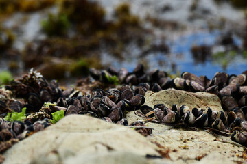 密に生えるムラサキイガイ