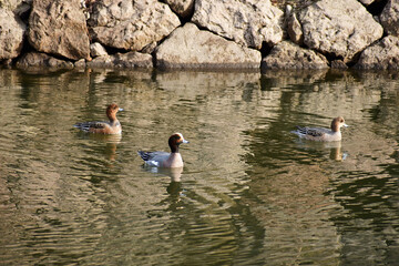お堀のヒドリガモ