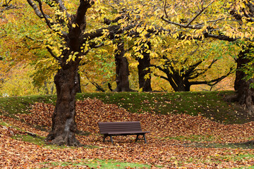 晩秋の公園とベンチ