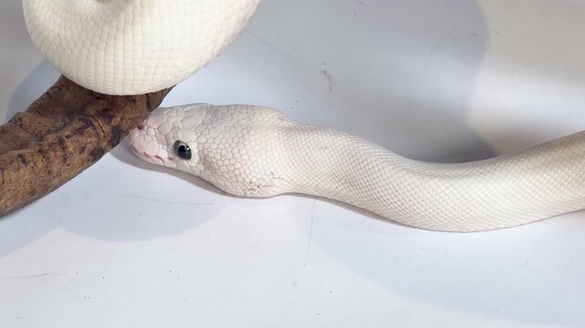 Leucistic Ball Python Slithering on White Surface Near Wood Branch
