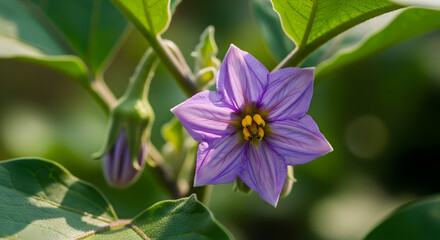 Purple Eggplant Flower Blooming on Green Plant in Natural Garden
