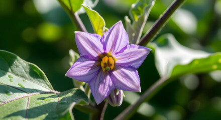 Purple Eggplant Flower Blooming on Green Plant in Natural Light