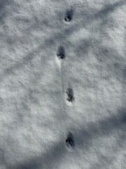 눈 위 새 발자국