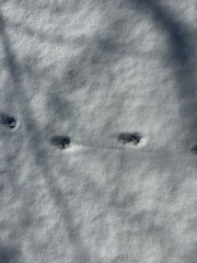 눈 위 새 발자국