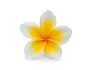 Fototapeta premium A single white and yellow frangipani flower is elegantly displayed against a clean bright white background