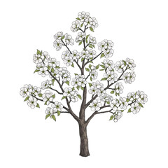 Obraz premium Blossoming tree with white flowers on branches.