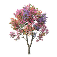 Obraz premium Colorful Autumn Tree with Multicolored Leaves Isolated.