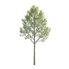 Fototapeta premium Delicate solitary tree with green foliage against white background.